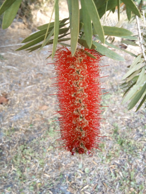 [Hanging from a stem with long thin green leaves is an even longer cylindrical bloom with small red spikes emanating horizontally from its center around the entire cylinder. The spikes are approximately an inch long with ones at regular intervals being 1.5 inches long. The bloom resembles a brush one uses to clean a bottle.]